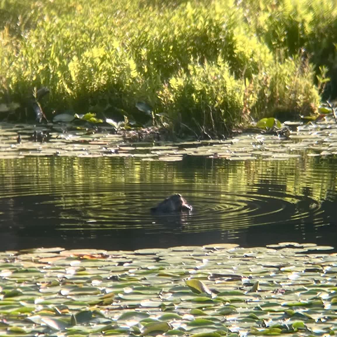 A beaver swimming at Heywood’s Meadow.