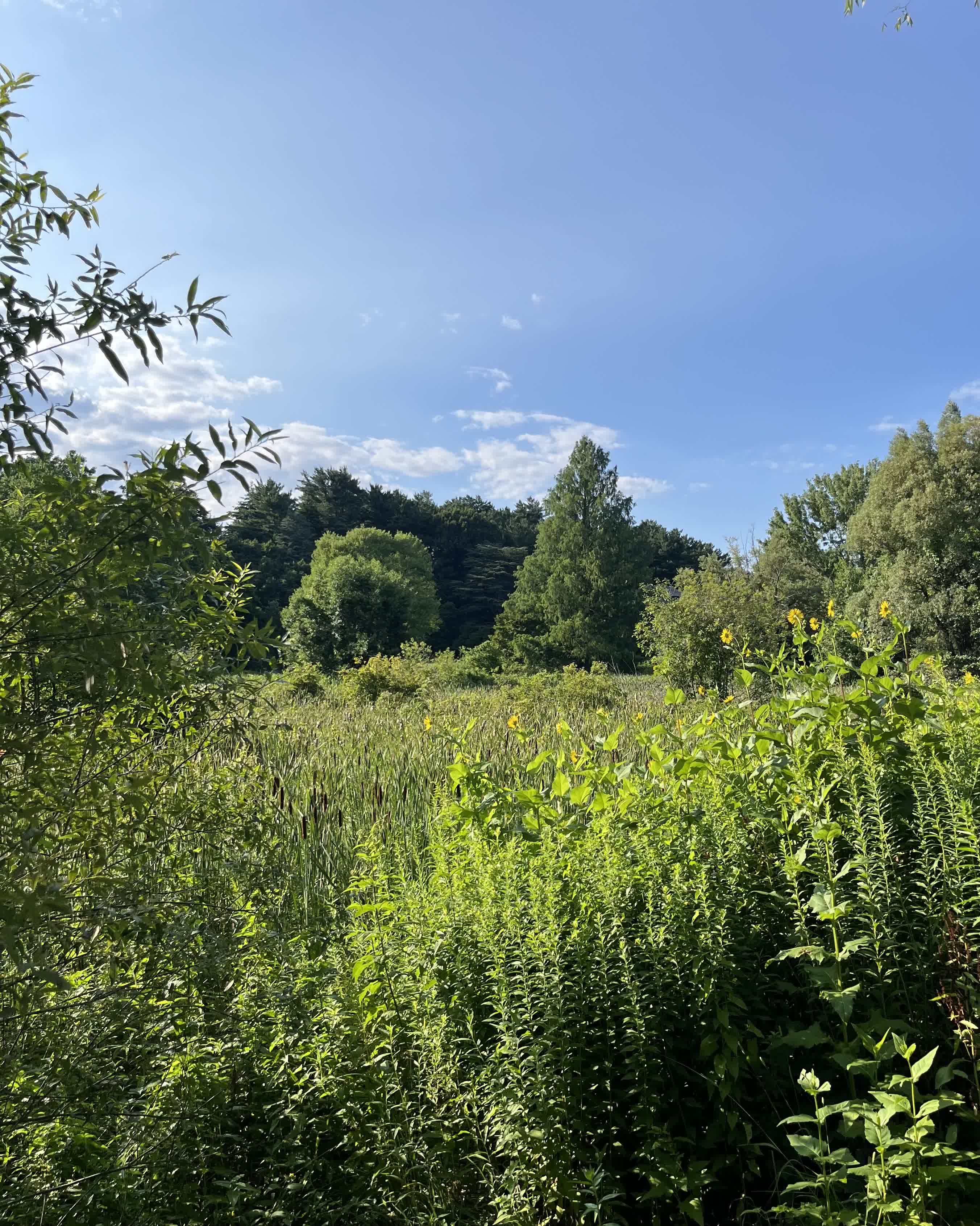 At the Arnold Arboretum.