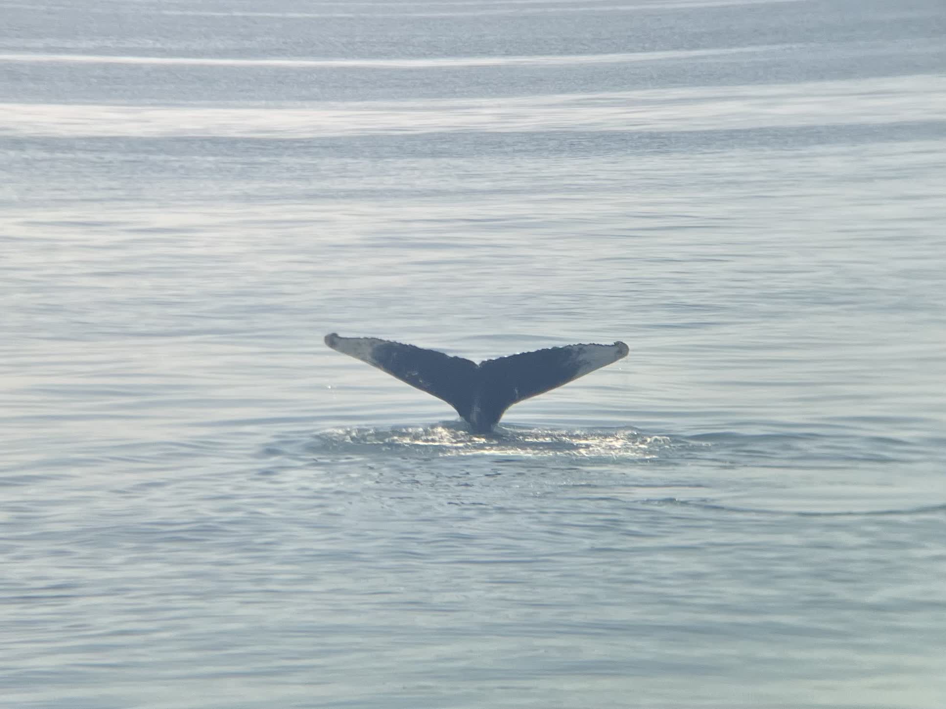 One of several humpback whales seen at the Stellwagen Bank Marine Sanctuary.