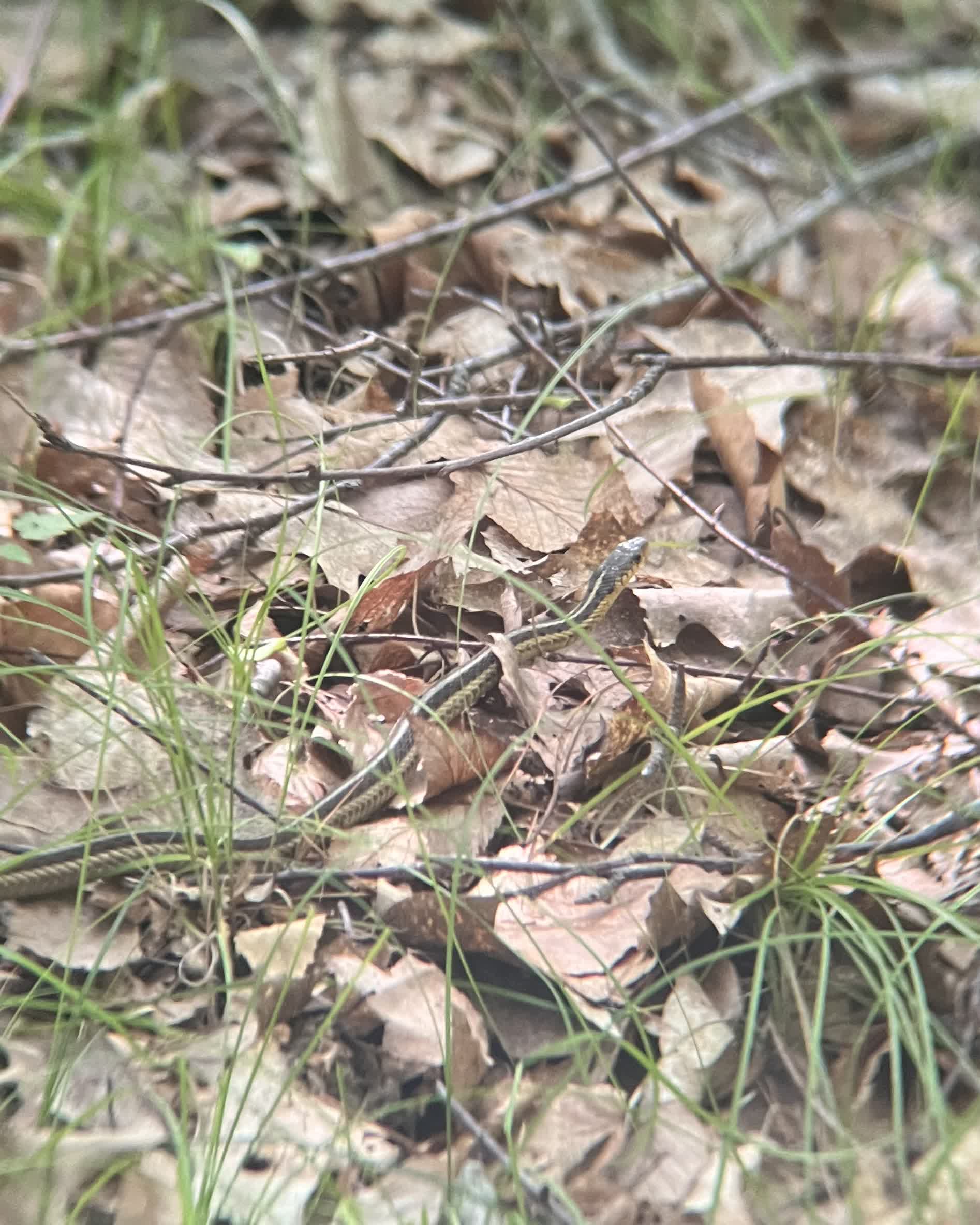 A Garter snake seen on Esker Trail