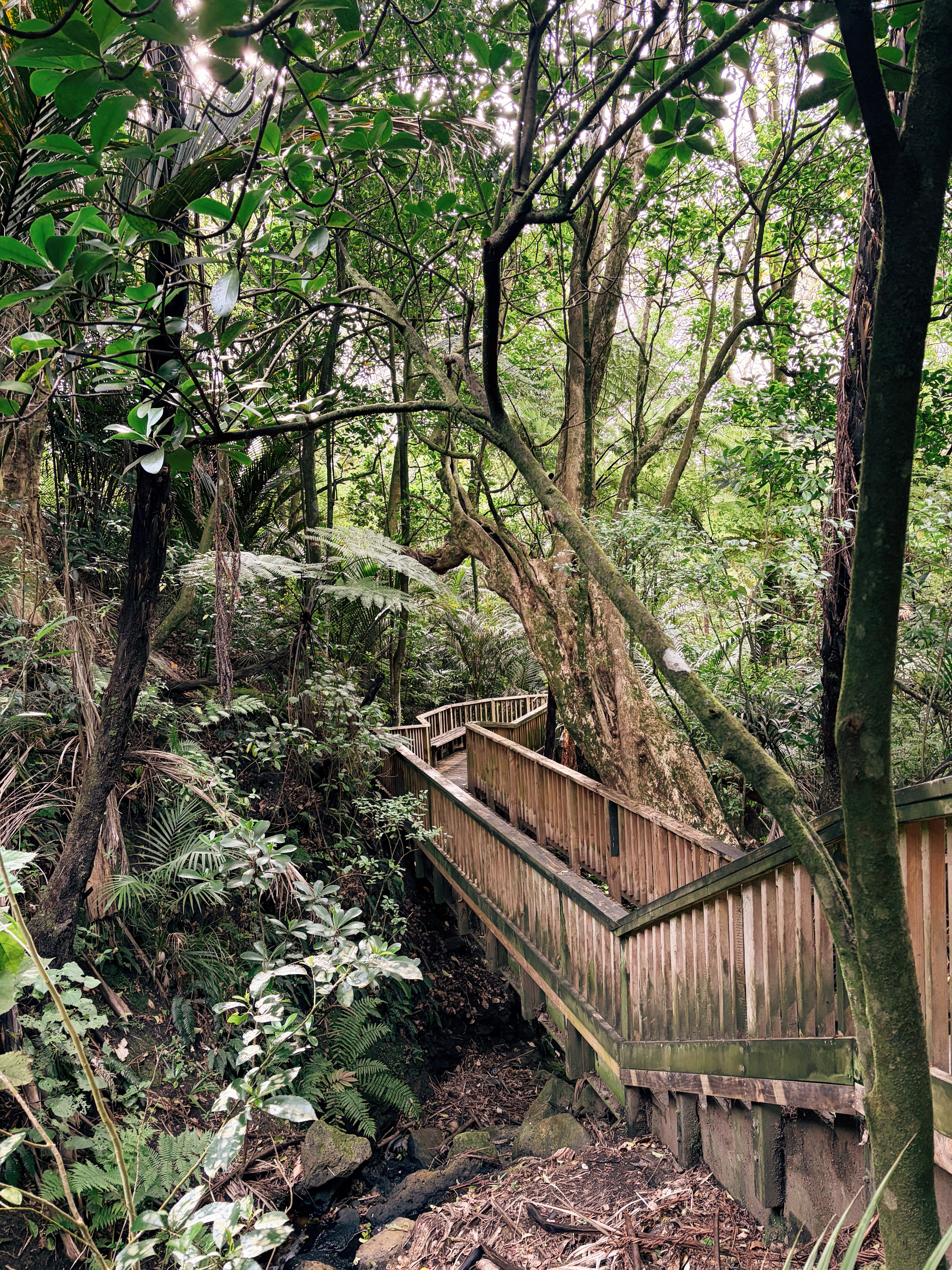 Lover&rsquo;s Walk at Auckland Domain.