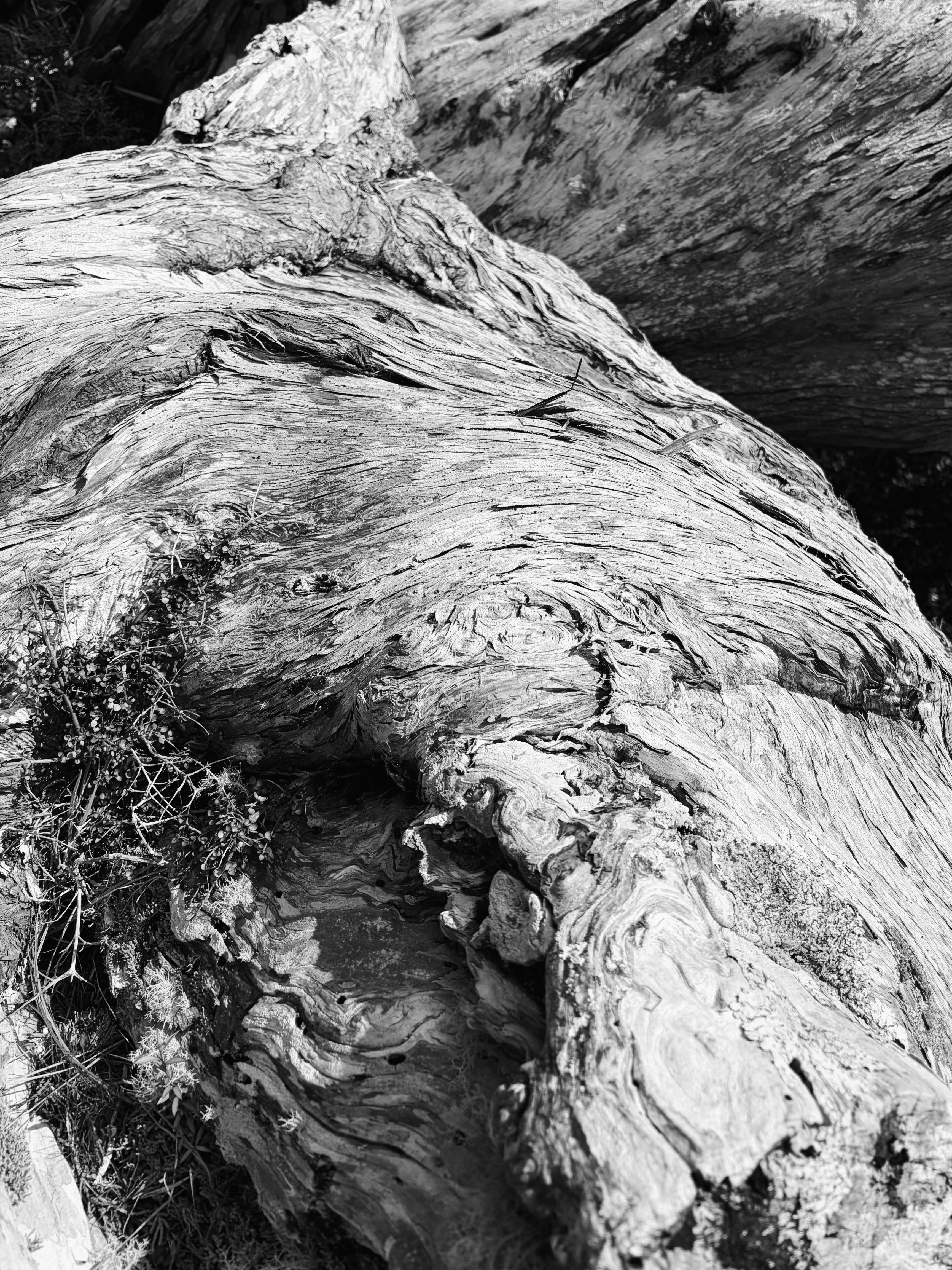 Deadwood along Skyline Ridge.