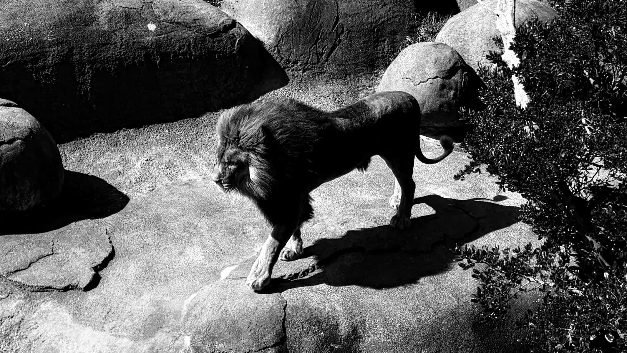 One of the two brother lions at the Wellington Zoo.