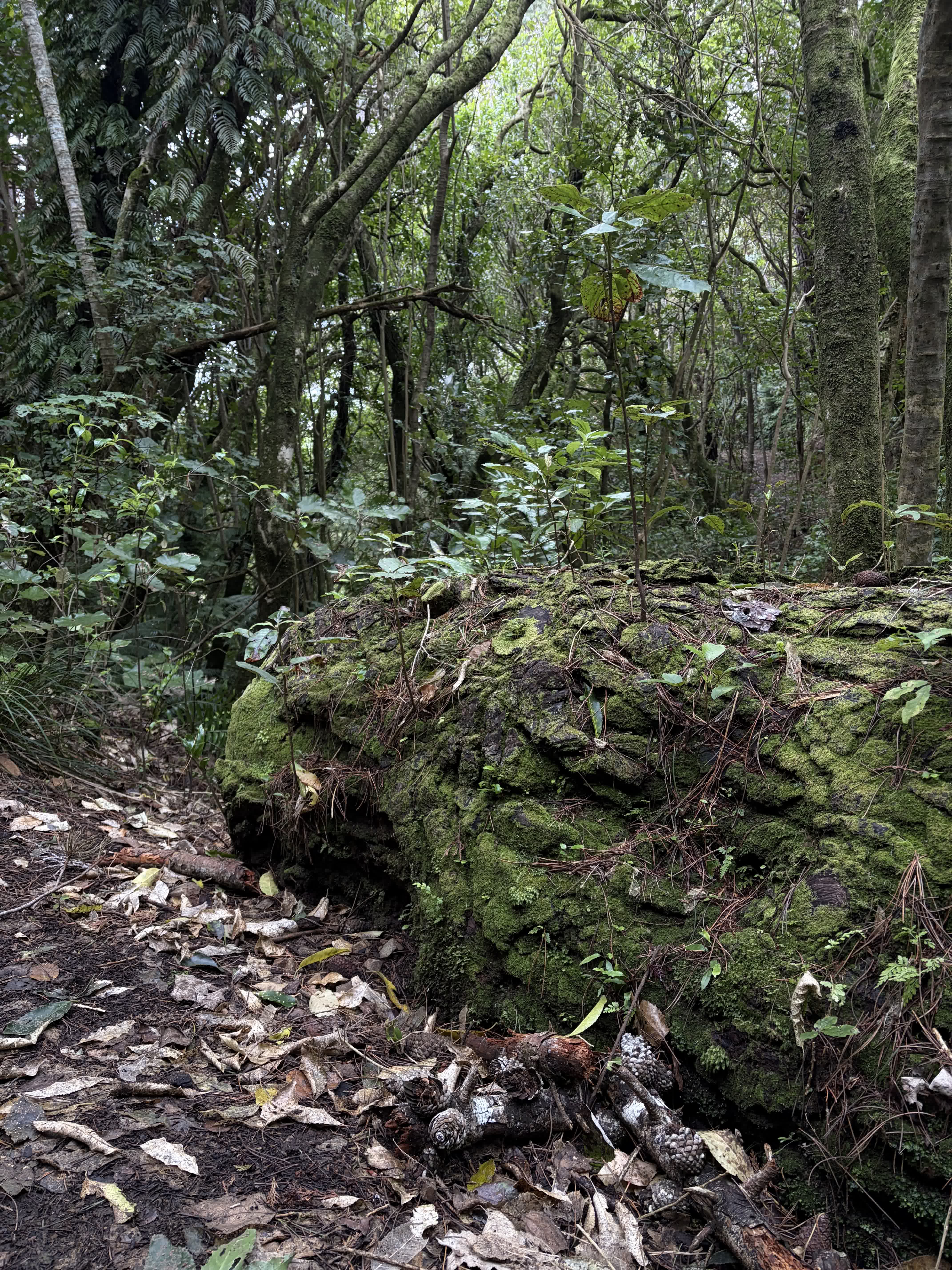 A felled log on the Valley View track at Zealandia.