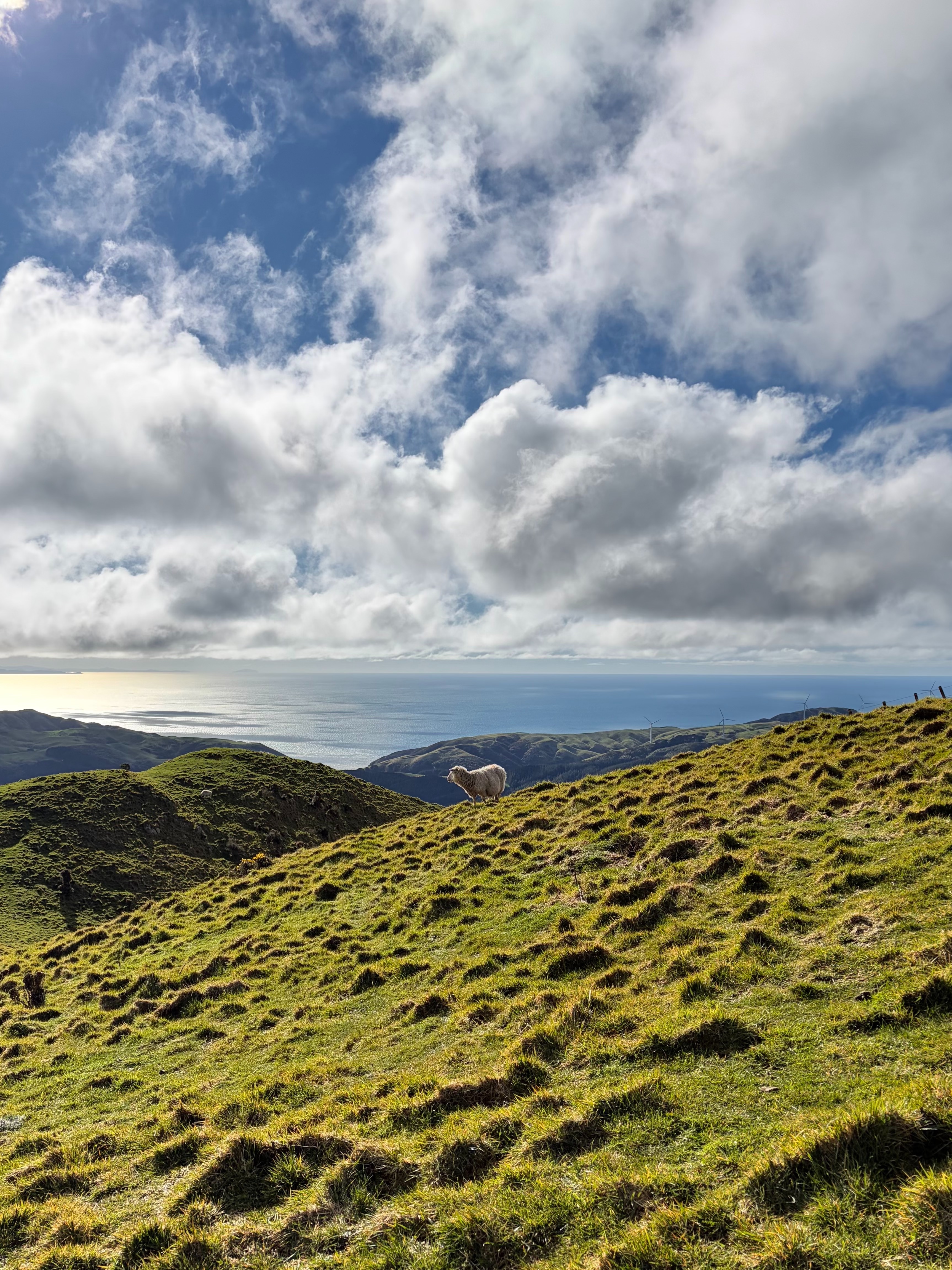 A sheep looking out towards the Tasman Sea, near Kilmister Tops along Skyline Ridge, above the Ōtari-Wilton Bush Trust.