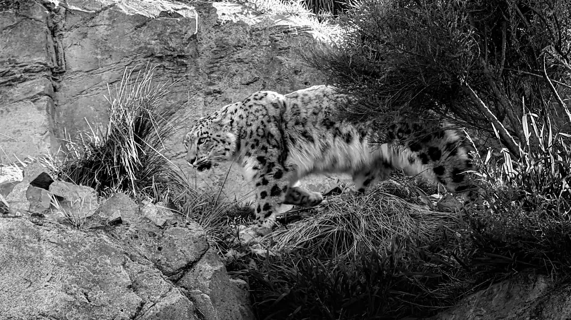 Sister snow leopards Asha & Manju at the Wellington Zoo.