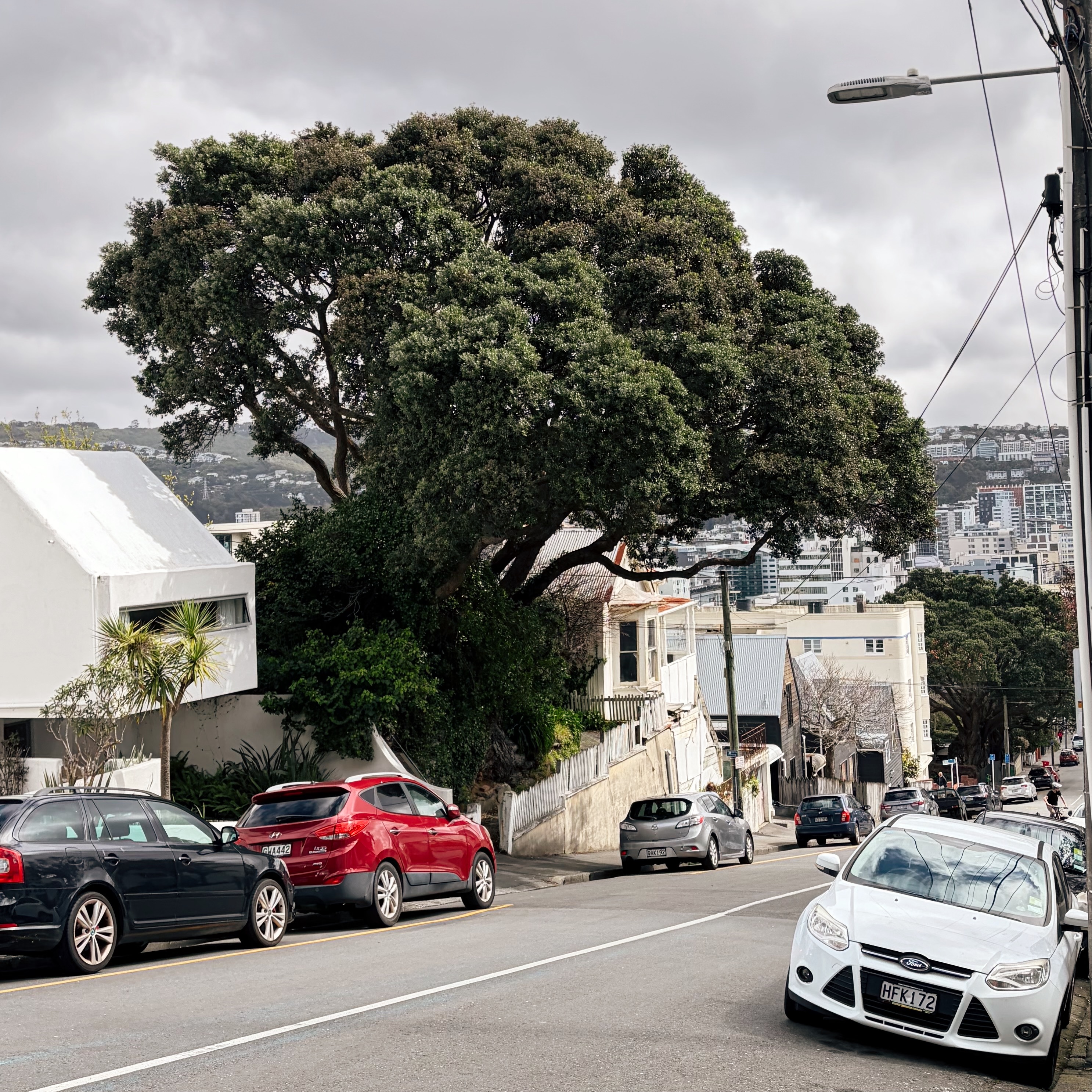 On Majoribanks St. below Mt. Victoria.