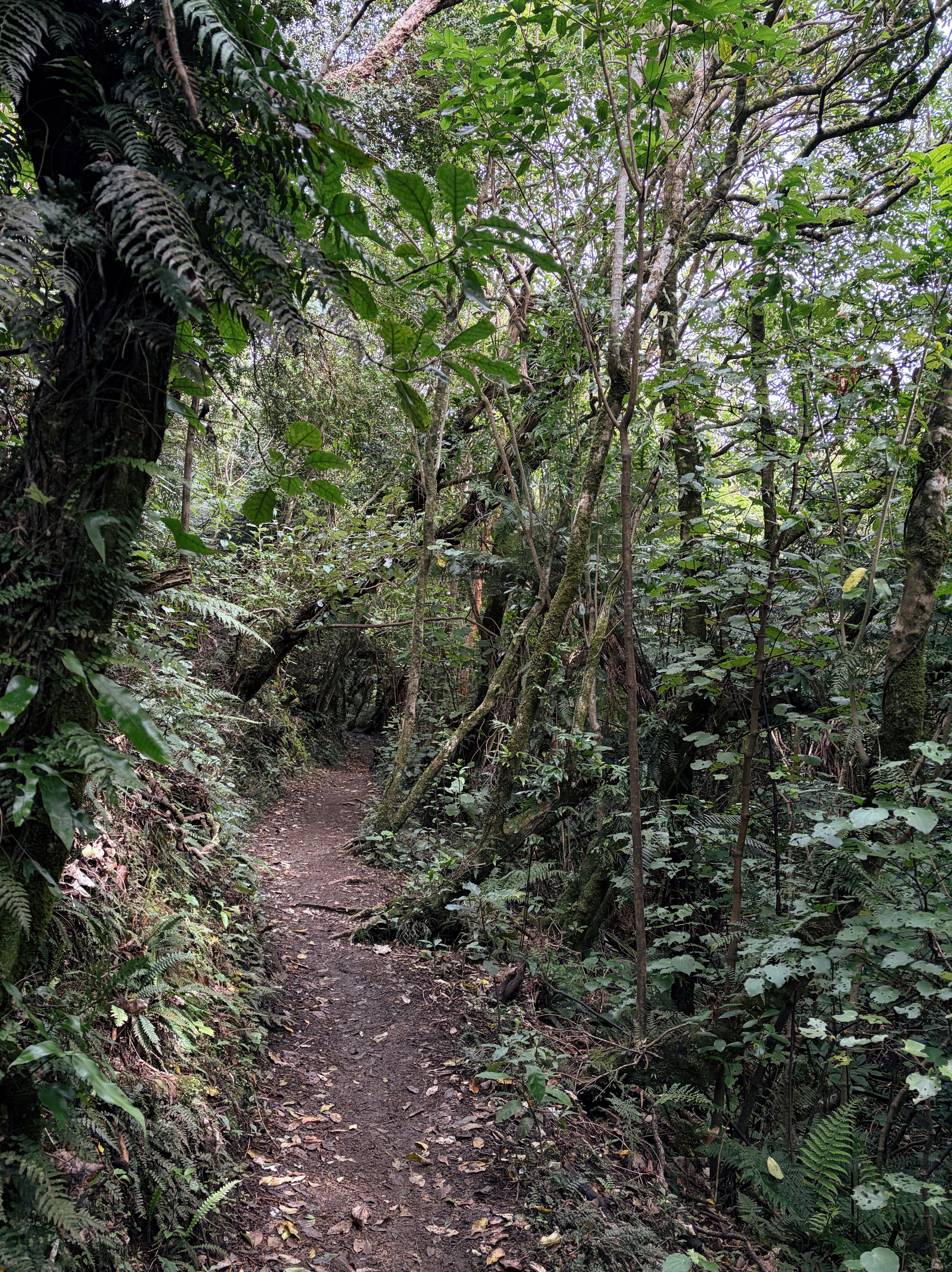 At Te Māra a Tāne (Zealandia) wildlife and eco-sanctuary.